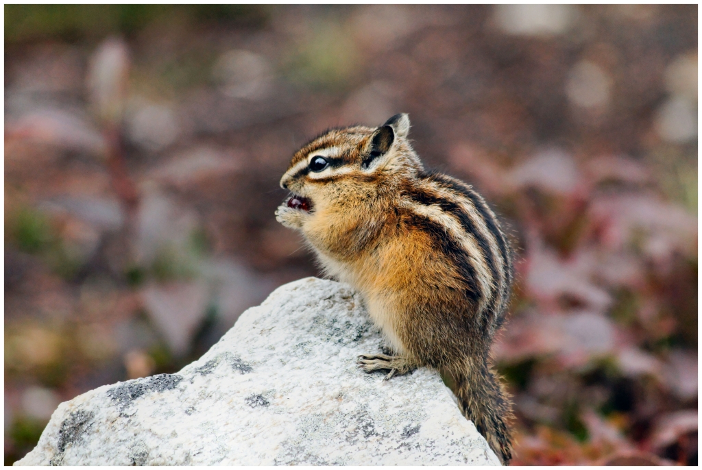 10 - Mont Revelstoke NP (6).jpg